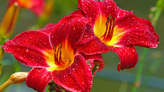 Spring Preview: Long Island Gardens and Arboretums Worth Visiting | Howard Hanna Coach Realtors