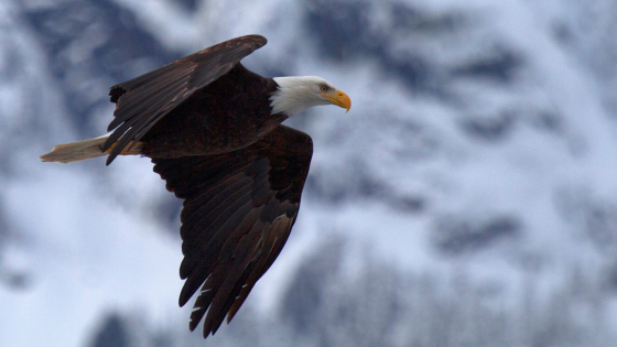 Winter Wildlife Experiences on Long Island You Can Enjoy Without the Crowds | Howard Hanna Coach Realtors