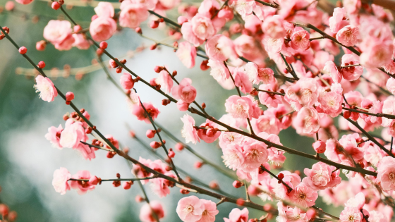 Cherry Blossoms, Trails, and Spring Blooms Across Long Island | Howard Hanna Coach Realtors